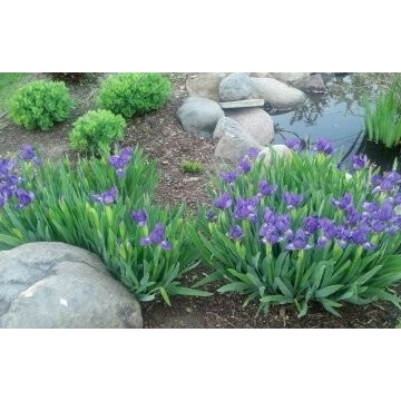 Plantings