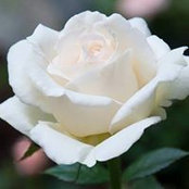 Sonia Zureik's photo