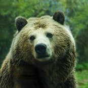 Ray Bears billede