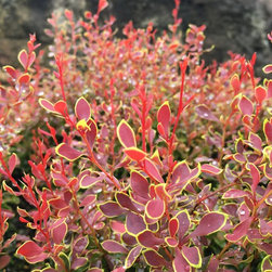 Admiration Barberry - Products