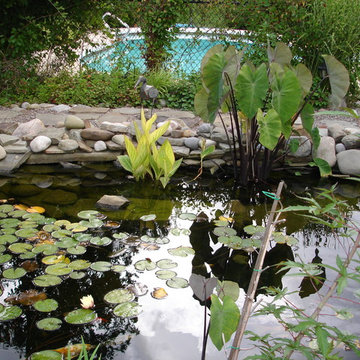 Koi Ponds & Water Features