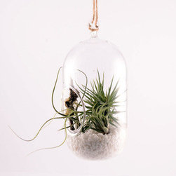 Capsule Hanging Terrarium - Terrariums