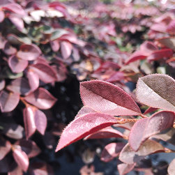 Current Featured Plants - Products