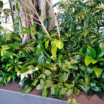 3M以上 高木植栽