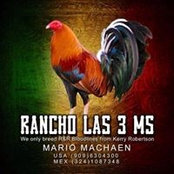 Gallos Machaen's photo