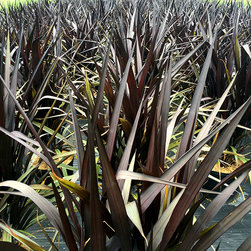 Current Featured Plants - Products