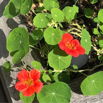 Rooftop Kitchen Garden
