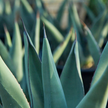 Nursery Stock