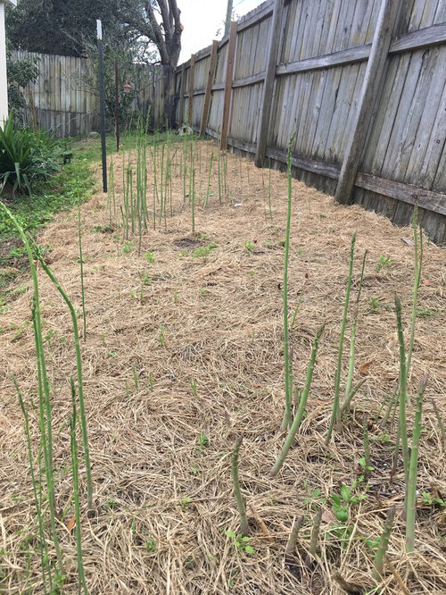 How to Grow Asparagus in Florida? 