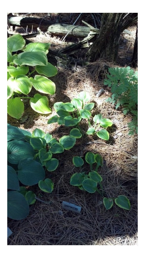 Rhizomatous Hostas H. 'Ice Cream'