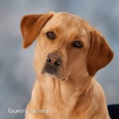 Dave Chandler's photo