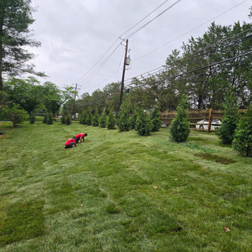 Tree Removal with Landsacpe and Sod