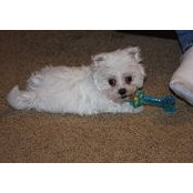 Sandra Marchant's photo