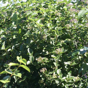 All That Glitters™ Viburnum