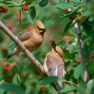 Amelanchier spp