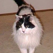Mookie Cats billede