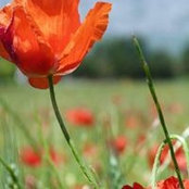 Caroline Brochier's photo