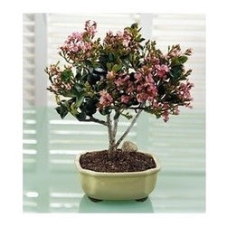 Indian Hawthorne Outdoor Bonsai Tree - Area Rugs