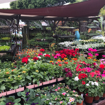 Local Nurseries