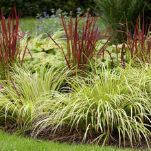 Design Solutions- Plants