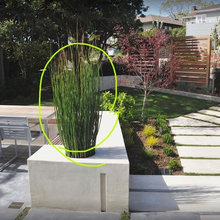 PLANTS LANDSCAPE