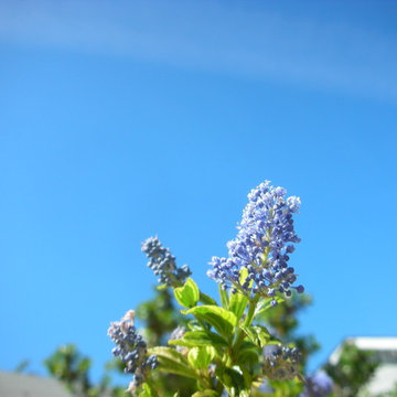 California Native Plants