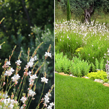 Landscape Designer Cannes | The Scents of Provence