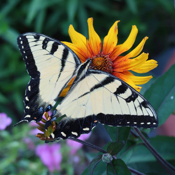 Country Pollinator Garden