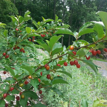 Naturescape and Edible Forest Garden