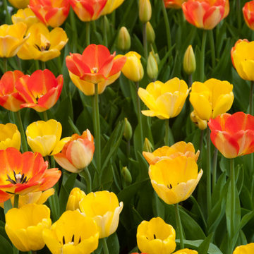 Spring Bulb Blast--Inspiration for a challenging time
