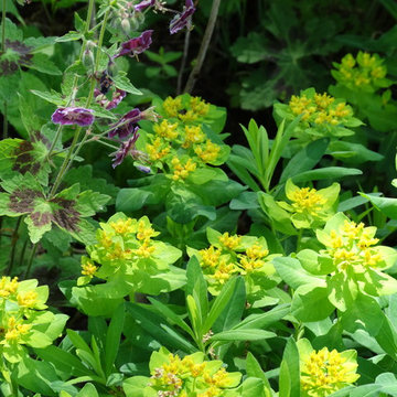 Plant Association