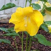 Annette Lesko's photo
