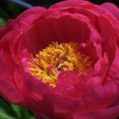 Foto von Judy Porterfield