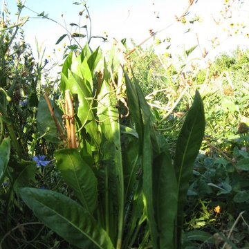 Edible Forest Garden