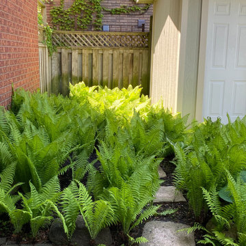 Ferns & Hostas Perfect Match!