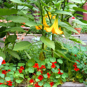 Kitchen Garden: Fragrant (and edible) annuals