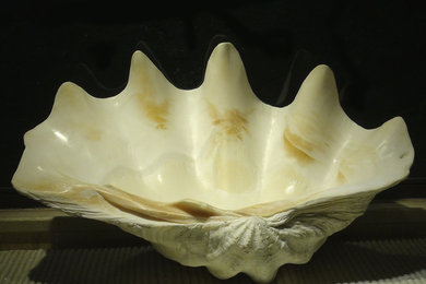 Giant Clam Shell Sink