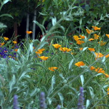 Wildlife Habitat in Campbell, California 95008