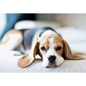 Albert Wong's photo