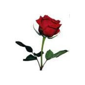 Rosemary Latney's photo