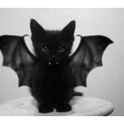 Heidi Cullen's photo