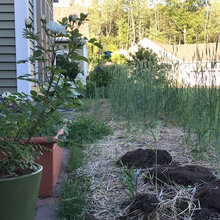 garden photos