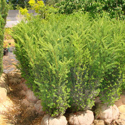 Yew Tree's Taxus - Plants
