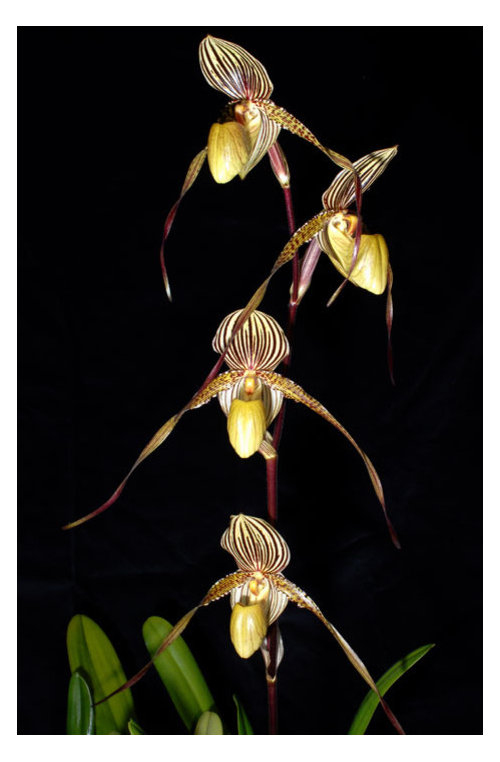 Paph St Swithin