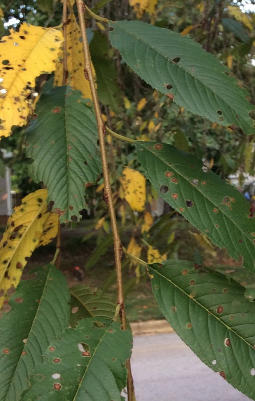 cherry tree leaves turning yellow in summer