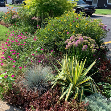 Native garden for a tiny front yard brings a burst of color