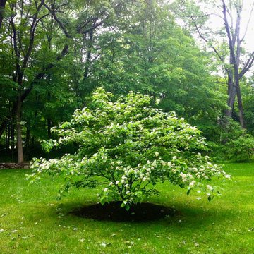 Pagoda Dogwood