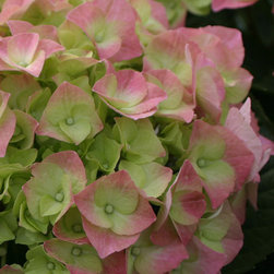 Cityline&reg; Berlin Bigleaf Hydrangea - Area Rugs