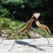 Foto von Natasha Wolf