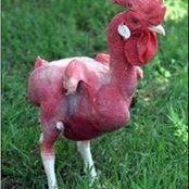 Foto von Manok Togel